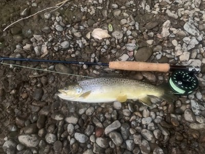 Artikelfoto(s) von einem verifizierten Käufer