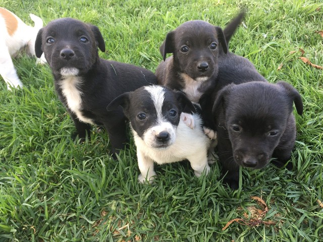 cavoodle x jack russell