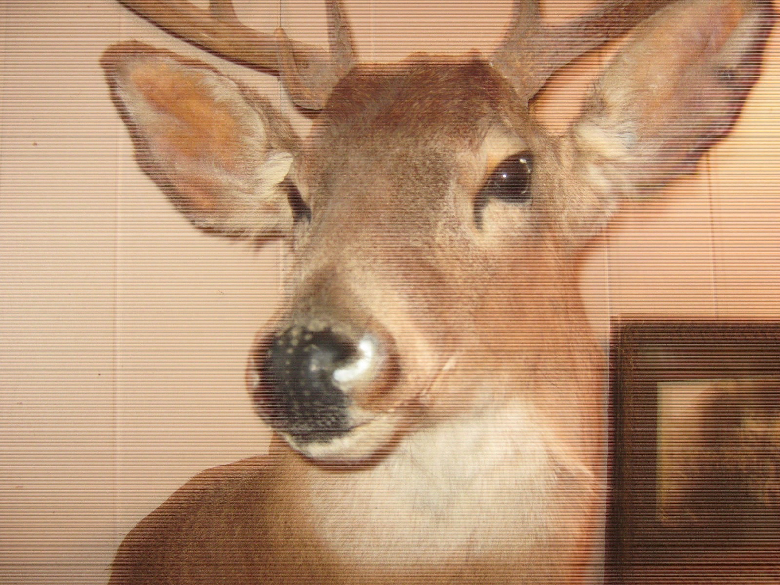 Big Trophy White Tail Buck Deer 10 Point Wide Heavy Antlers Taxidermy Mount