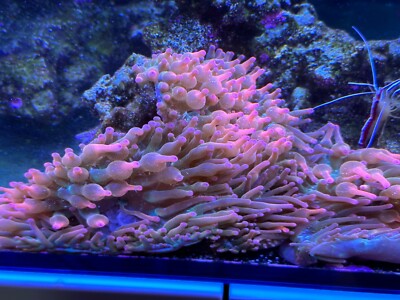 Rose Bubble Tip Anemone Various Sizes