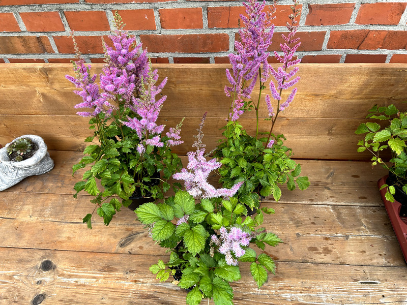 Astilbe Chin. Pumila, Staude, Im Topf 13 Cm