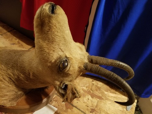 Vintage Mountain Goat Taxidermy shoulder Mount - cabin - man cave- juvenile?