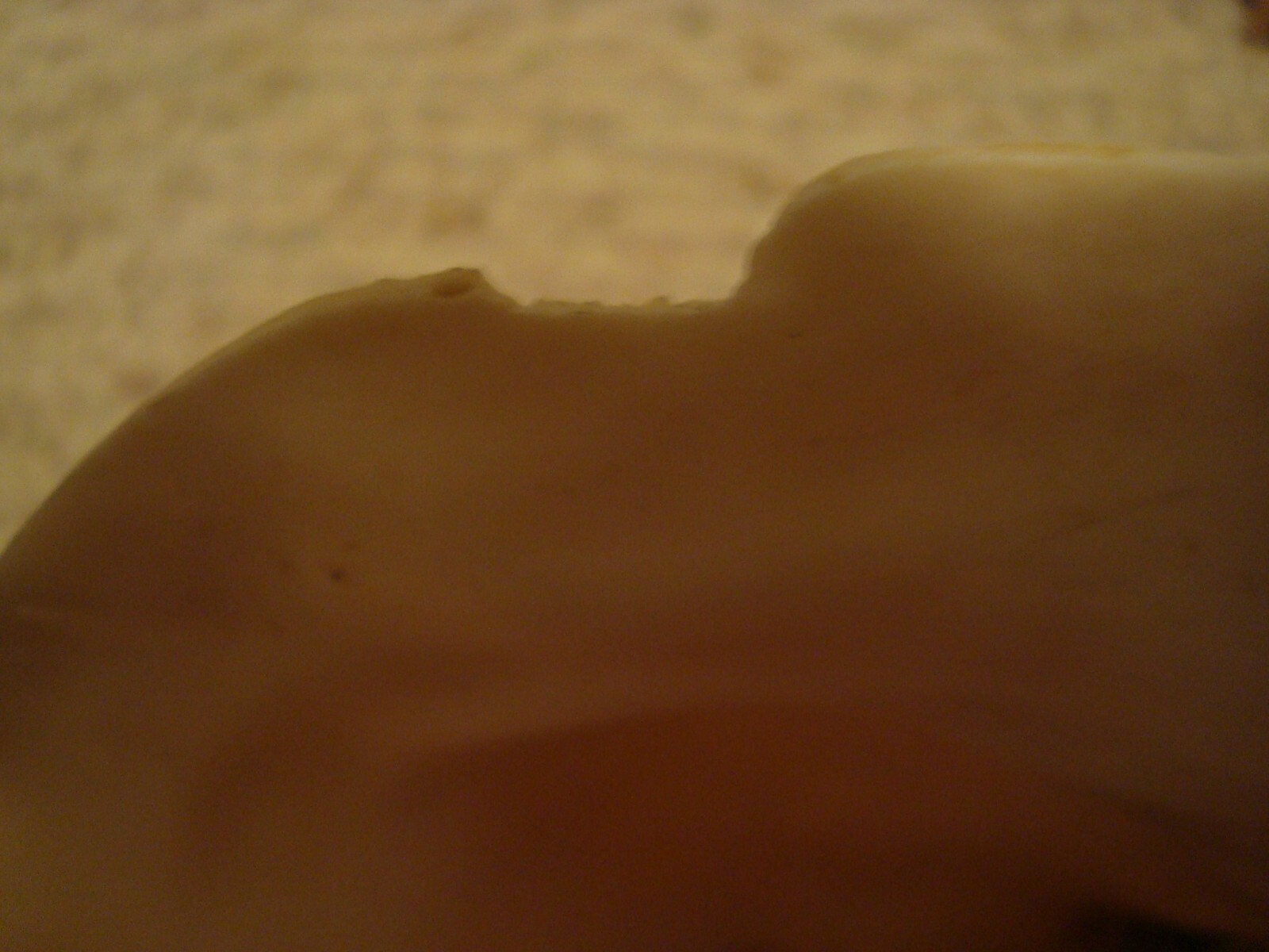 Conch Shell Gulf of Mexico FL. Off Cape Sand Blas Northern Panhandle Florida