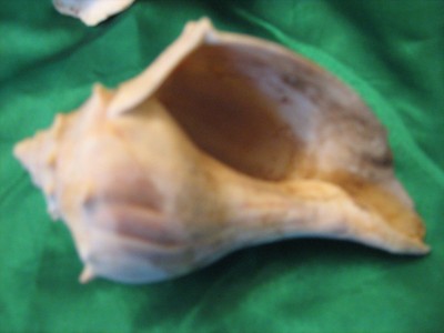 LOT TWO Ocean Sea Shells Small Conch & another ocean Shell Fun Ocean Decor