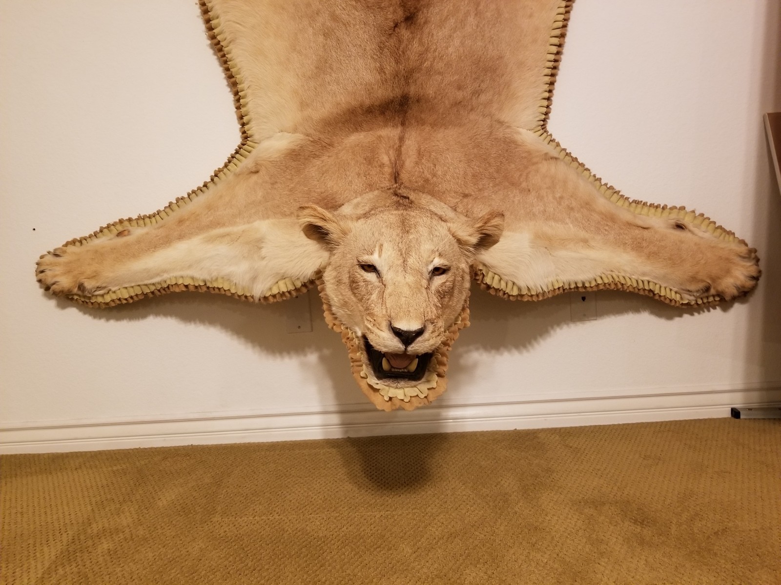 Full Size Lioness Taxidermy Rug Mount