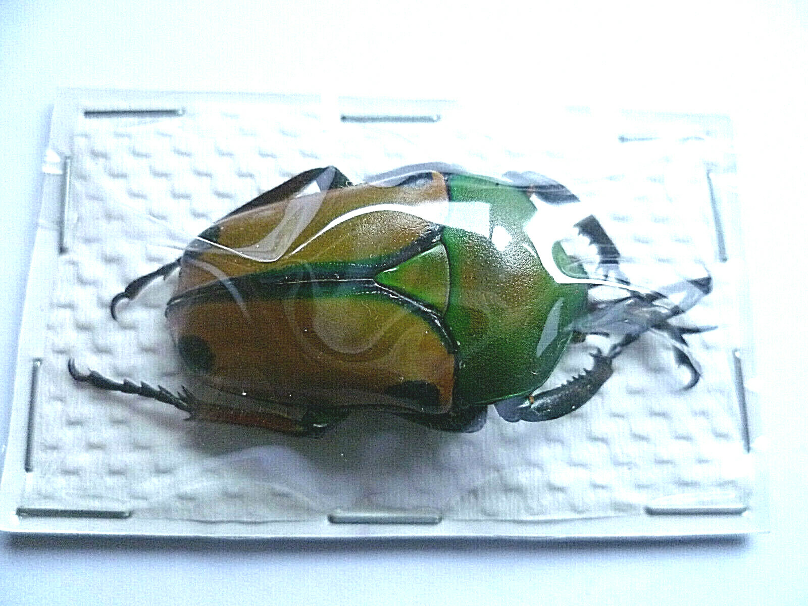 標本用品 Tanzania Eudicela e.euthalia 40mm Tanzania Eudicela e.euthalia 40mm Eudicella nyassica