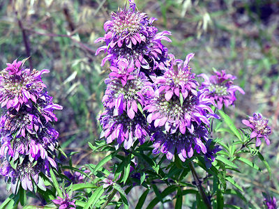 beebalm, LEMON BEE BALM FLOWER 1105 seeds! GroCo USA - BUY ANY 10 - SHIPS FREE
