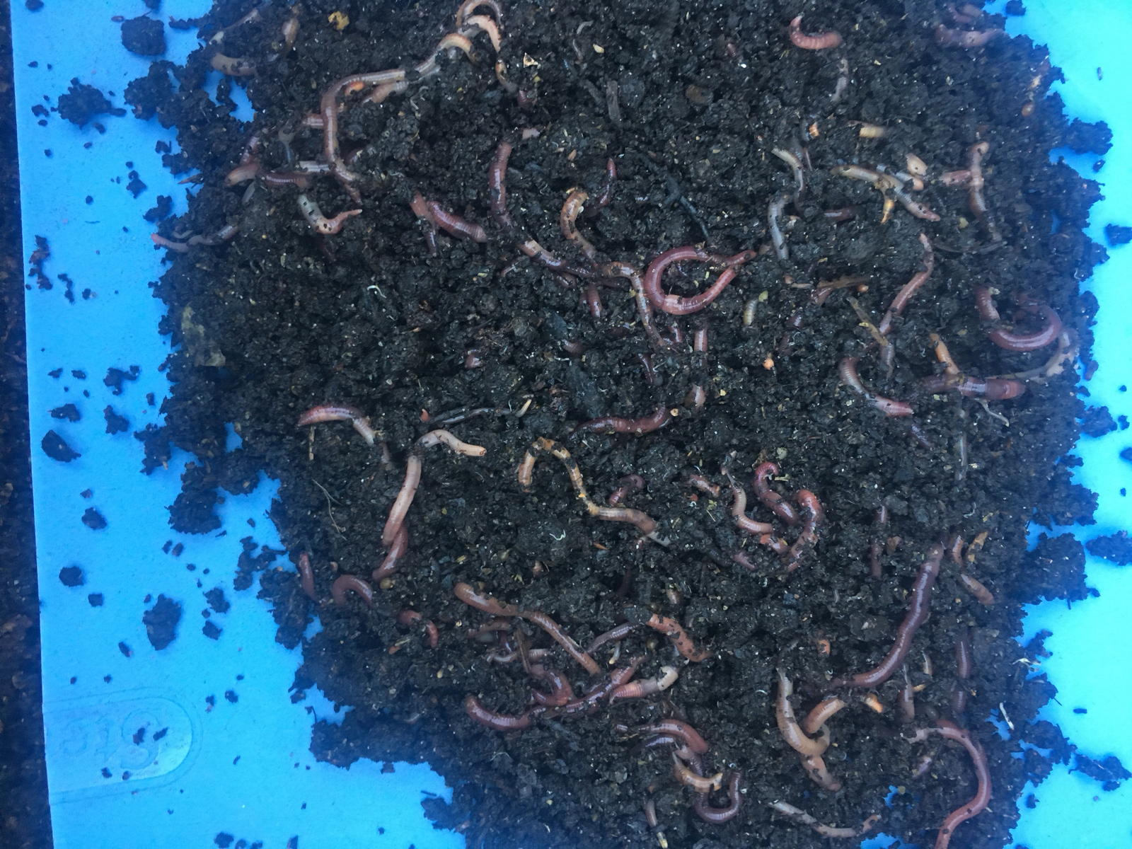 Redworm Wiggler Cocoons Baby Worms Colony Starter Kit 16OZ & Red Worm