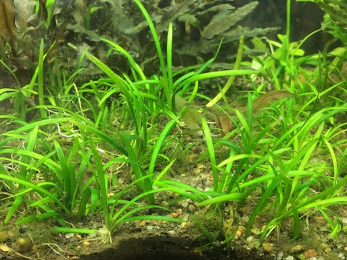 20 X Dwarf Sagittaria Easy Beginner Foreground Plant Carpet FREE SHIPPING!!!