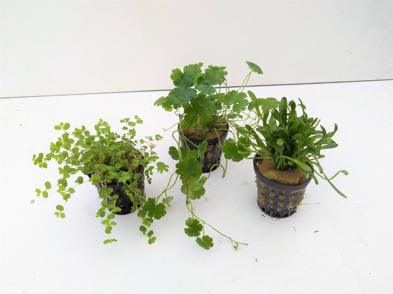 3 Topf Vordergrund Set Wasserpflanzen Sortiment Aquarienpflanzen Nano 