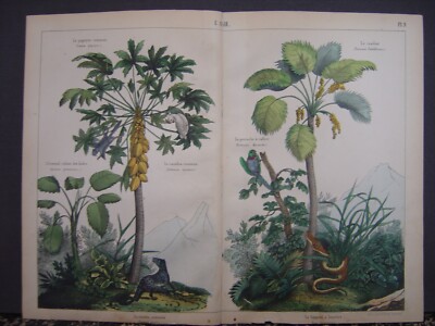 Image Lithographie Fasoli Ohlmann ASIE Perruche Civette Papayer Rondier Cacadou