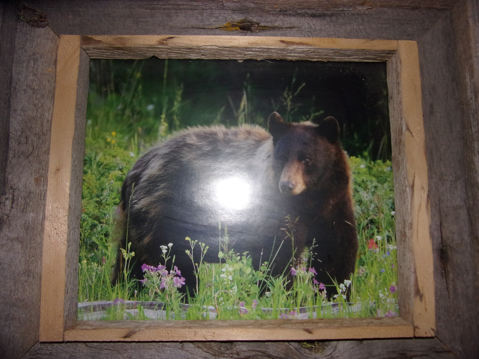 Antique Hand Made Thick Wood 3-D Frame & Grizzly Bear Photo Mountain Cabin Decor
