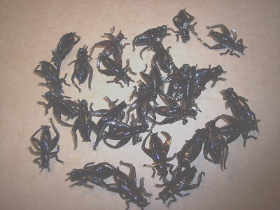 Crappie Lure Cricket Fishing Lure 40 Floating Insect Top Water Lure Trout Perch
