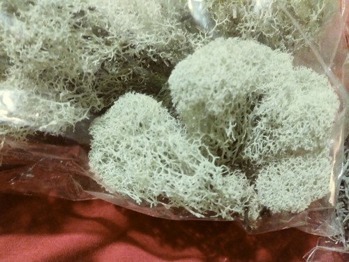 1 Ounce each Usnea Deer lichen Spanish Moss Carpet Moss Bark moss crafts terrari