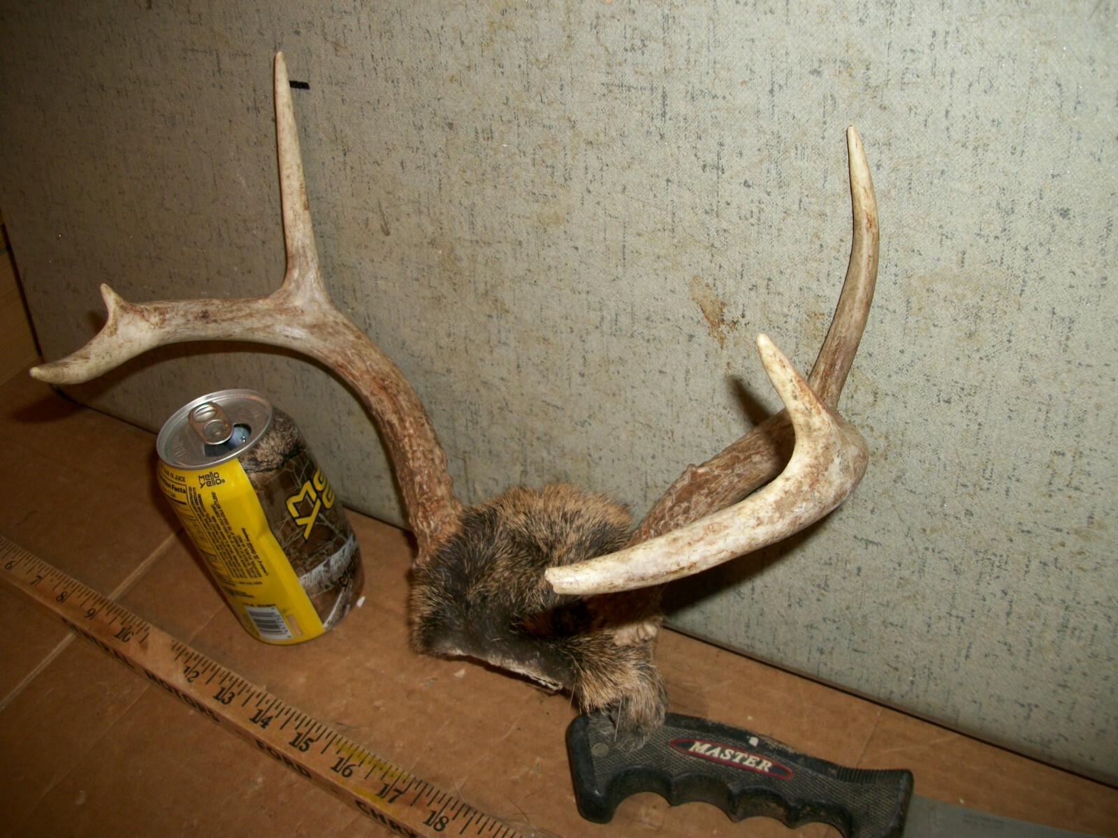 FRESH 6 pt WHITETAIL deer rack antler horn taxidermy man cave TROPHY JACKALOPE