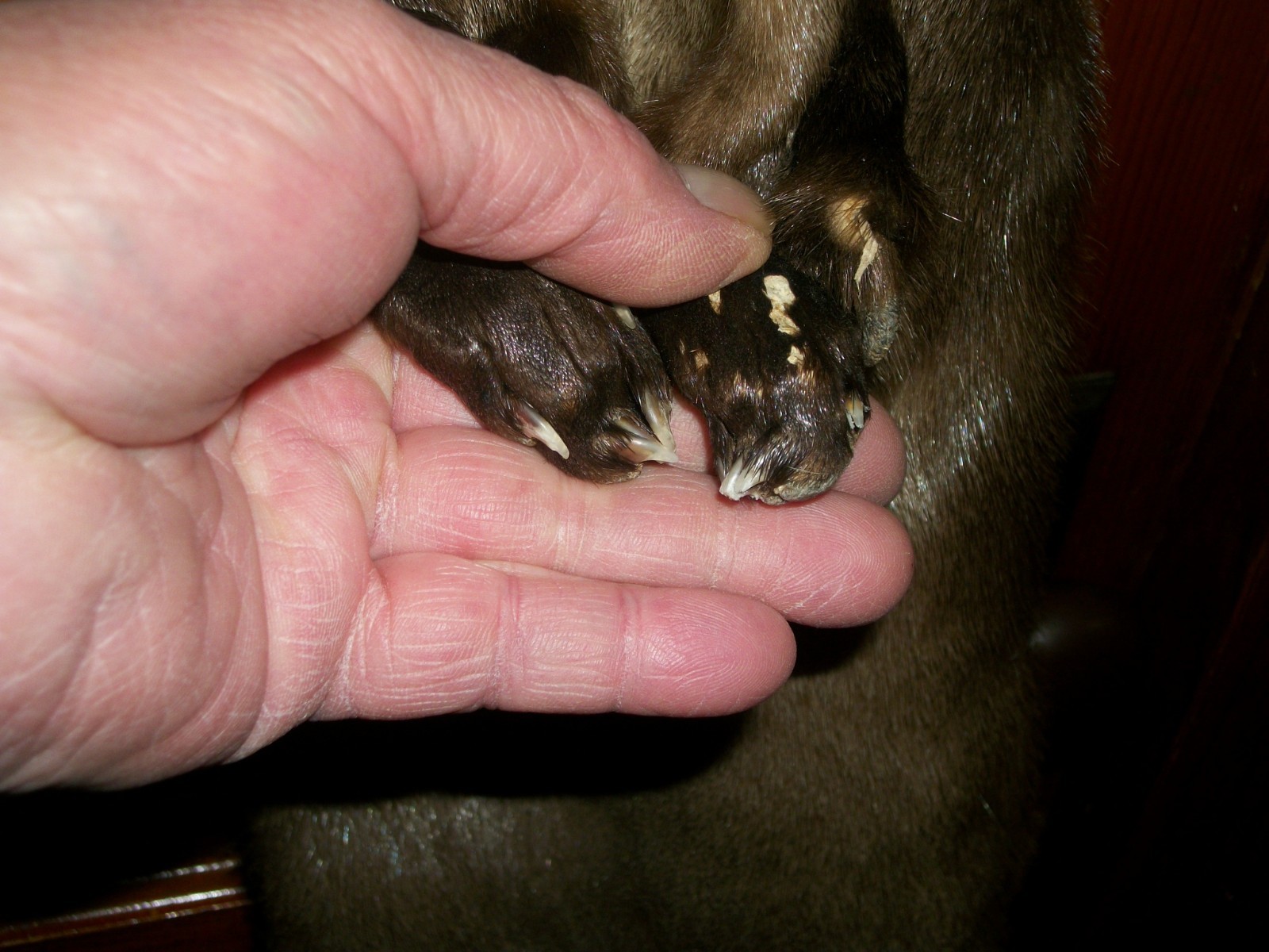 HUGE tanned RIVER OTTER fur pelt skin 4 FEET CLAW taxidermy craft cites TAG OF1