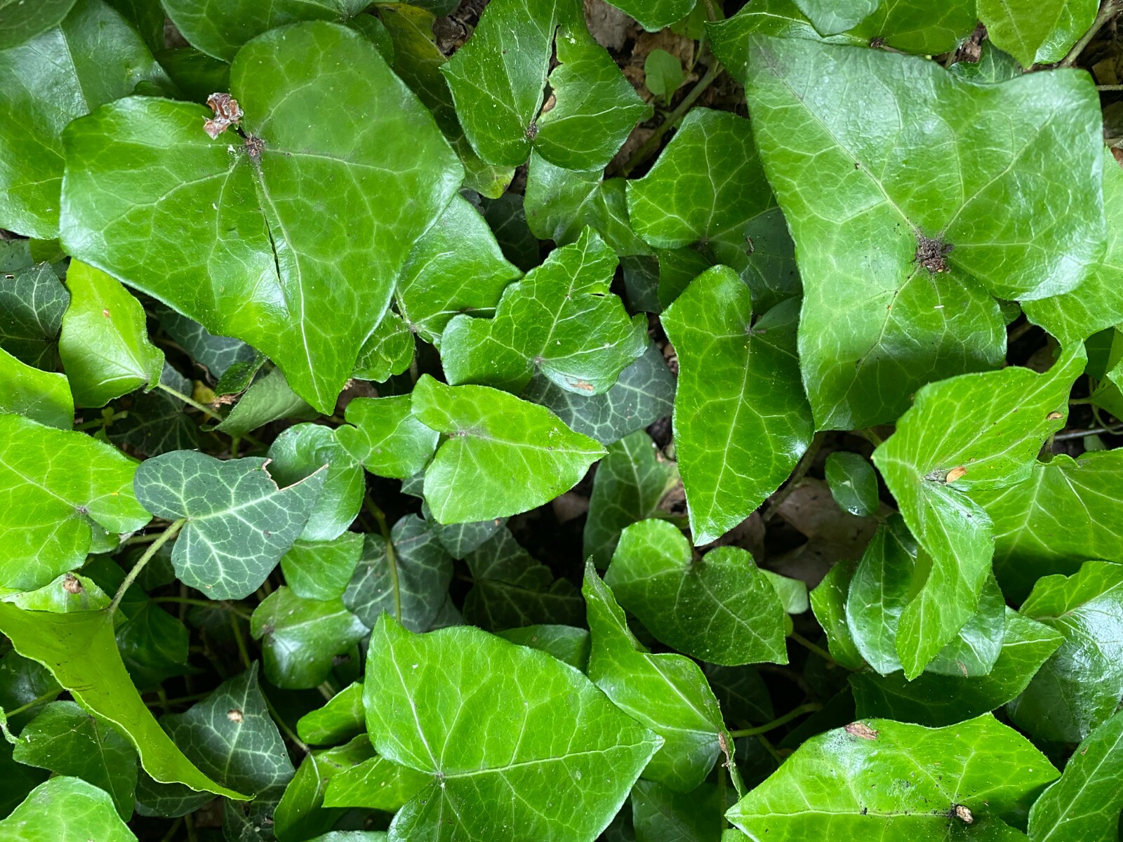 12 Tolle Kletterpflanzen Fr Den Permakulturgarten