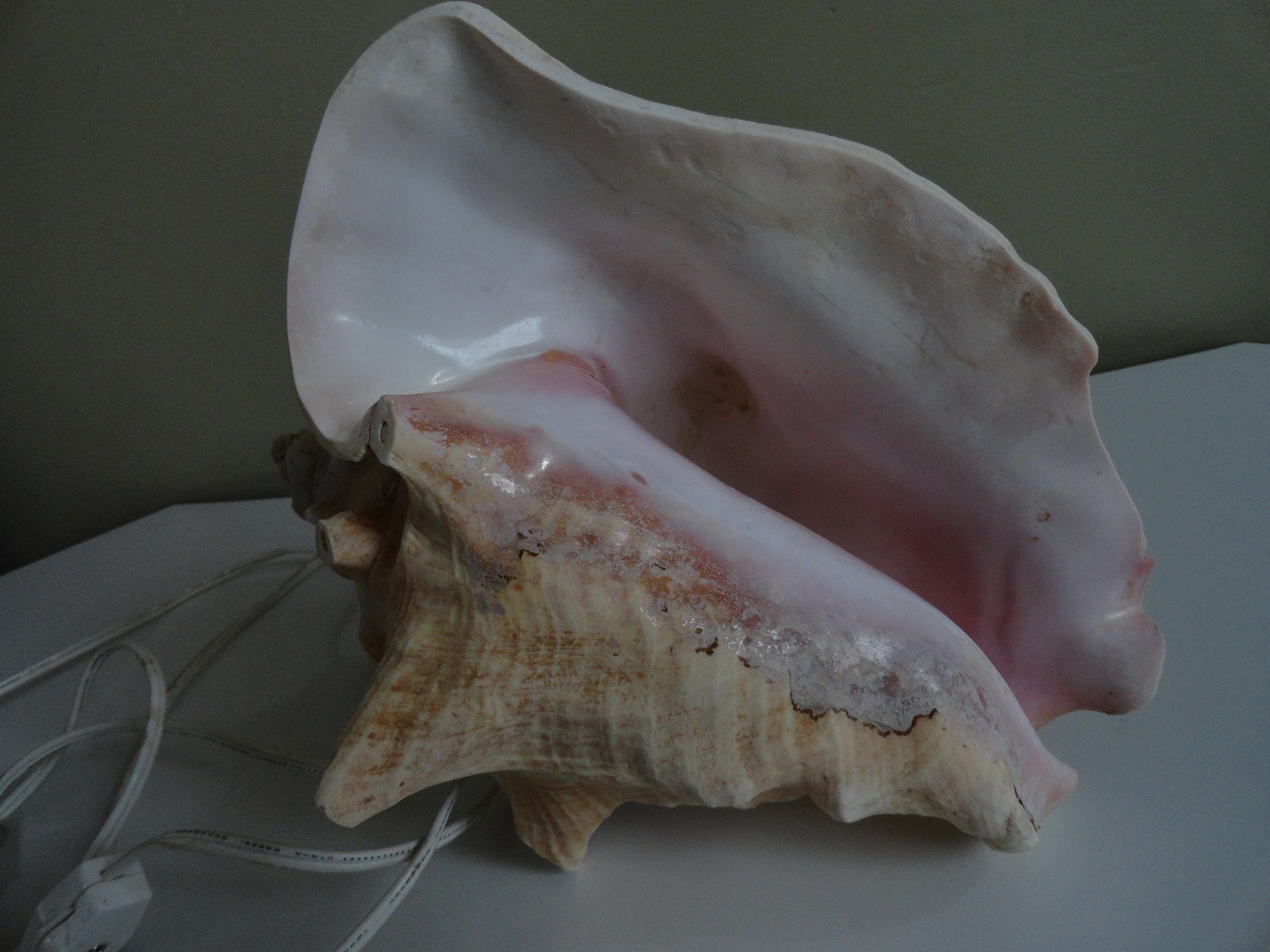 Vintage Large Conch Pink glowing Seashell Sea Shell TV Night Light 9