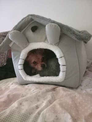 Fotos del artículo de un comprador verificado