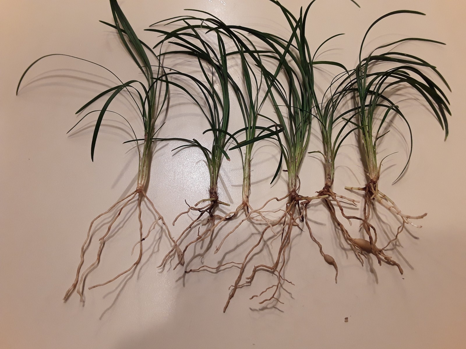 Standard  Mondo  Grass 25 Bare Root  Plants Free Shipping