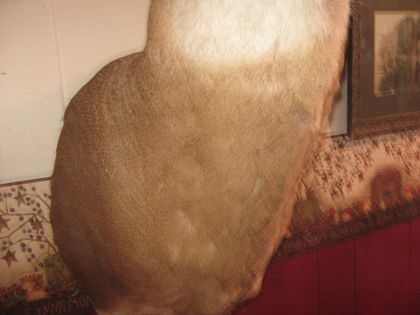 Big Trophy White Tail Buck Deer 10 Point Wide Heavy Antlers Taxidermy Mount