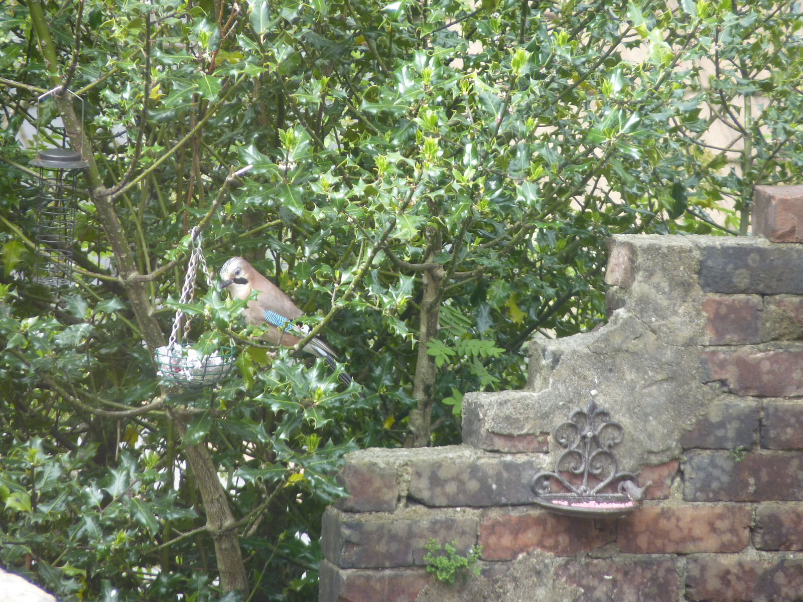 25kg Original Flavour Bird Seeds Seed Mix for Garden Birds / Wild Bird