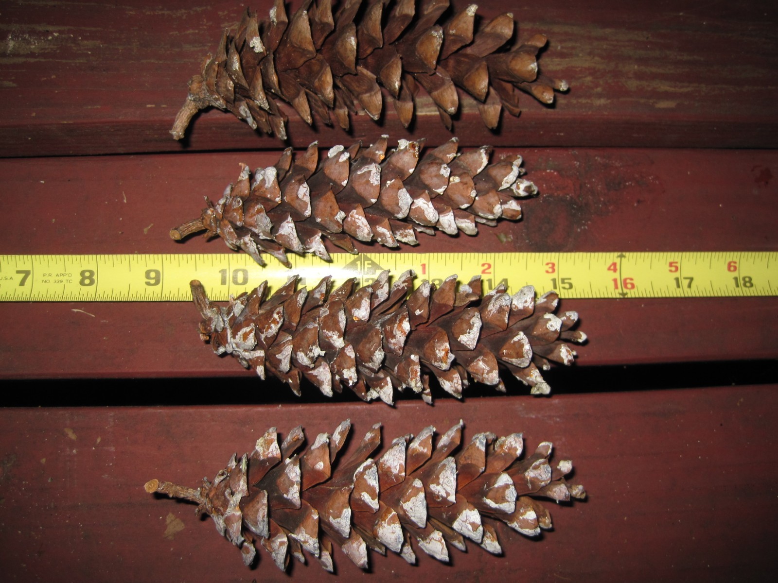 50 large white pine cones, 4-7
