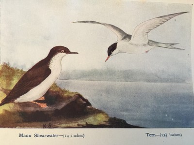 Antique Bird Print Manx Shearwater & Tern Sea Birds Dated C1930's