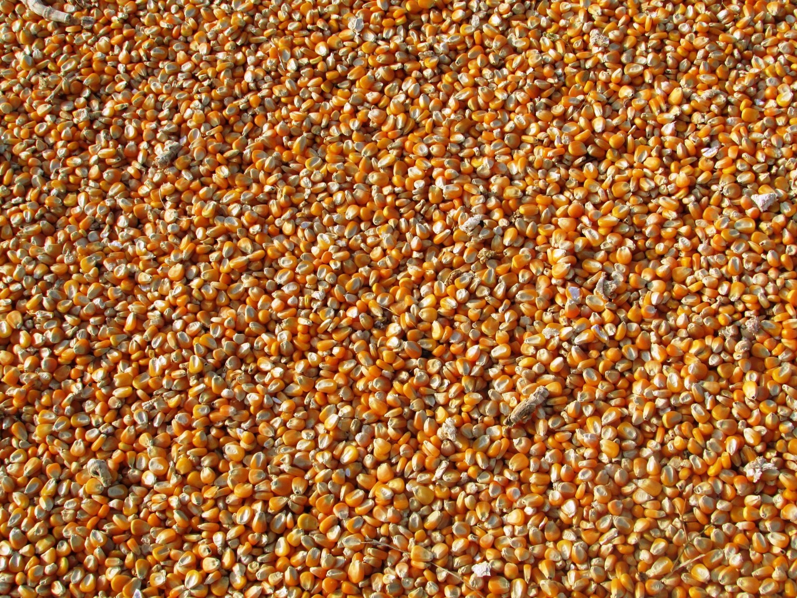 Yellow Dent Corn Seeds for planting fodder sprouting feed storage Reid's NON-GMO