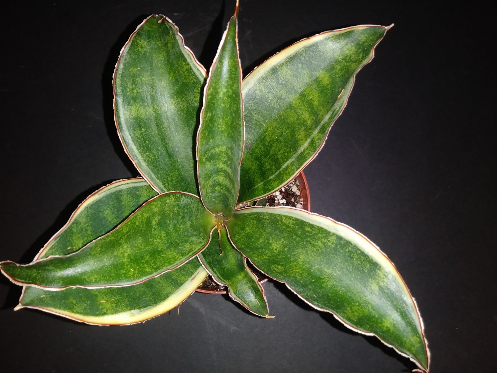 Sansevieria subspicata variegata  rare variegated snake plant