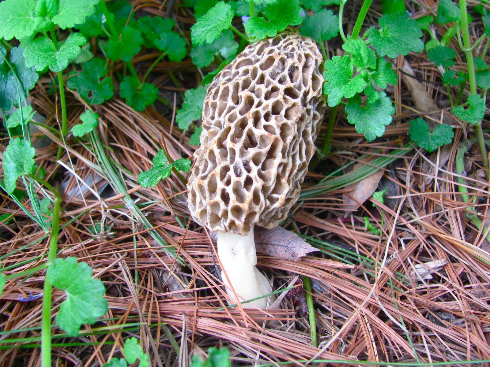 сморчки. сморчок высокий morchella elata. королевский сморчок. Gyromitra splendida строчок блистательный. они некрасивые огэ грибы сморчки.