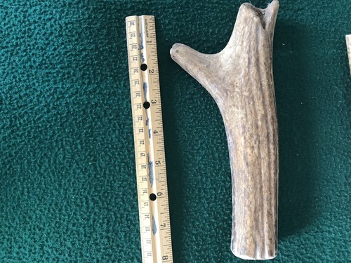 Fresh Brown Elk Antler - Knife Handles - Dog Chews - Crafts