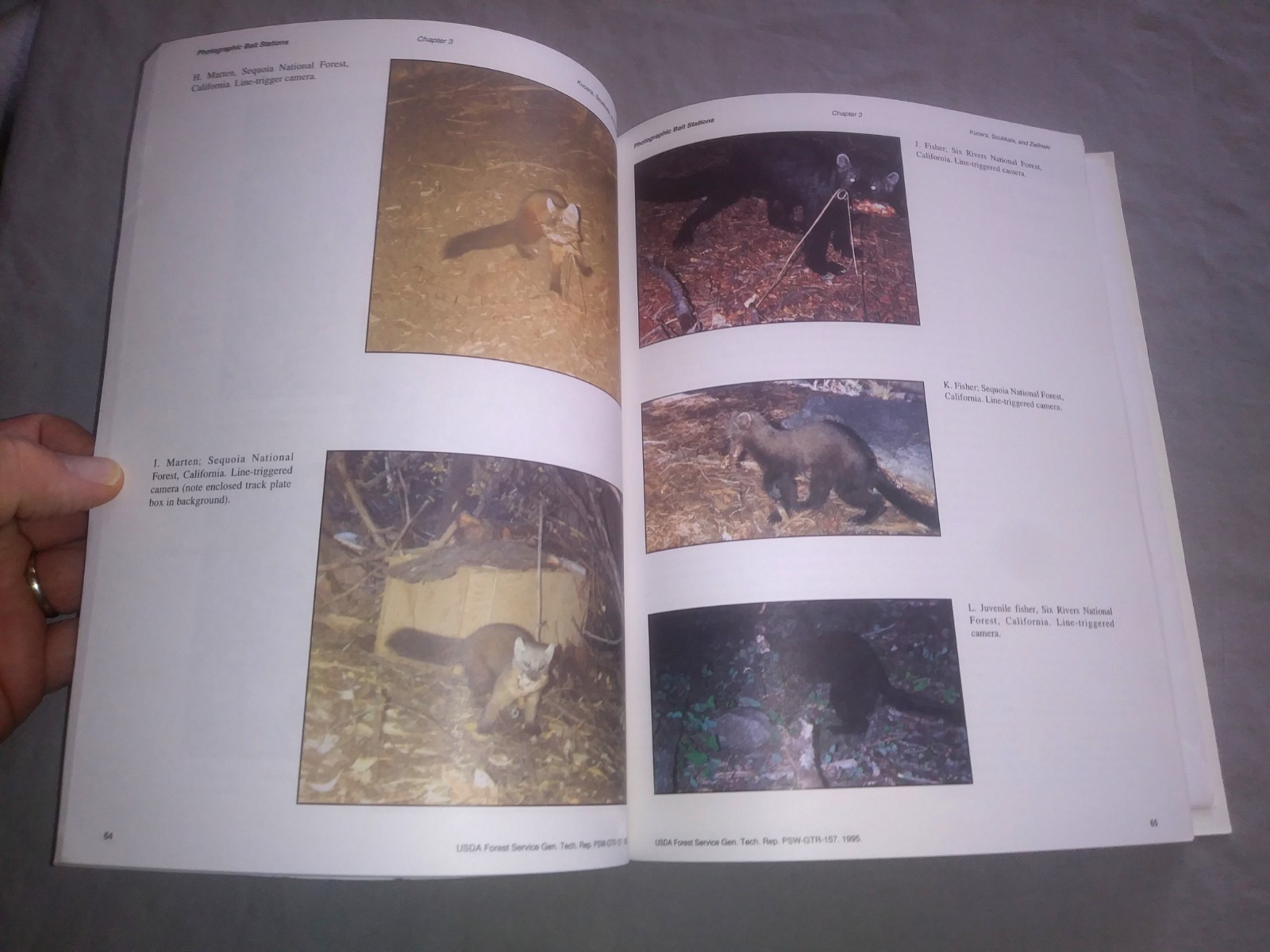 American Marten, Fisher, Lynx, and Wolverine: Survey Methods for Their Detection