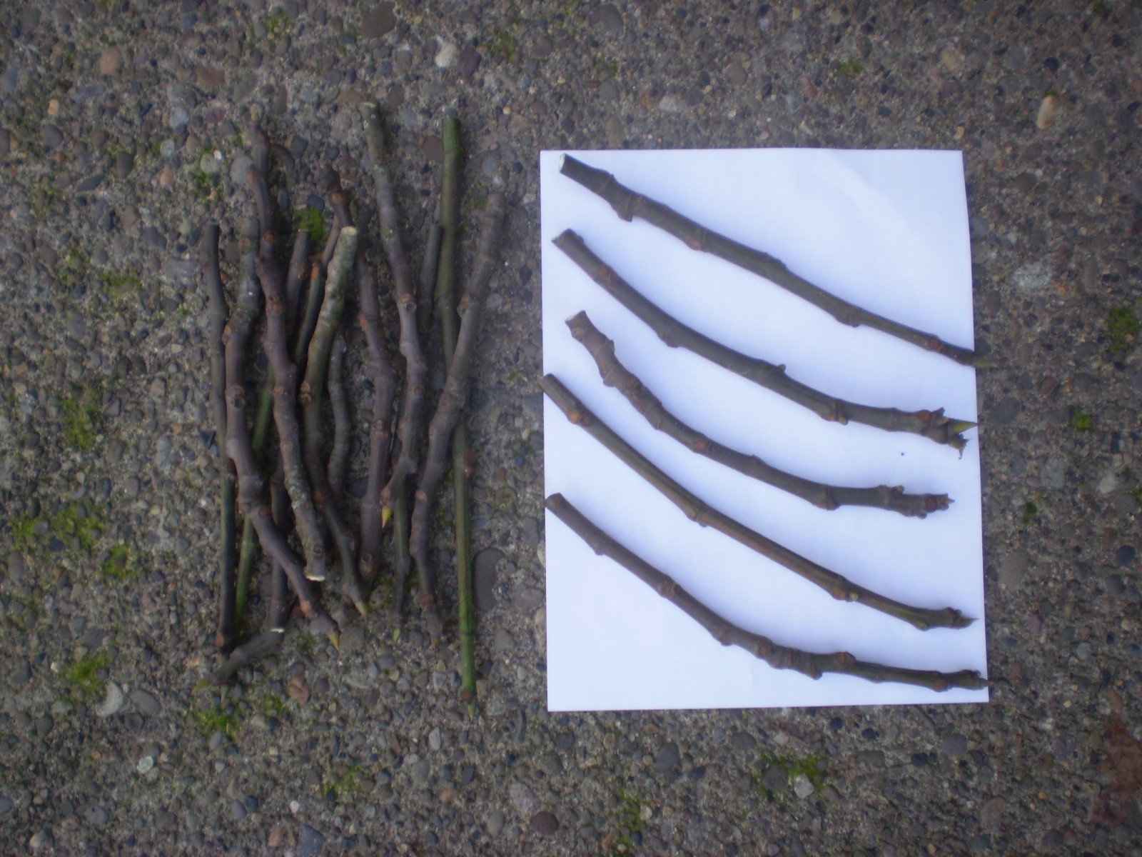 U-Pick 'em! 4-Cuttings for $8.50