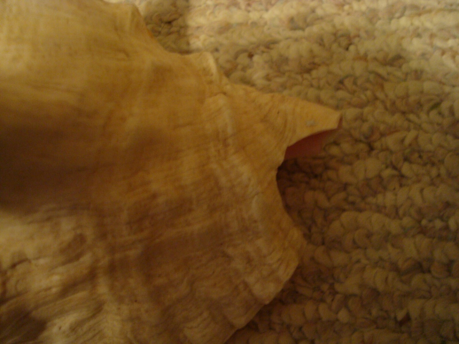 Conch Shell Gulf of Mexico FL. Off Cape Sand Blas Northern Panhandle Florida