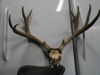 32 1/8'' wide TROPHY MULE DEER RACK antlers whitetail sheds taxidermy mount