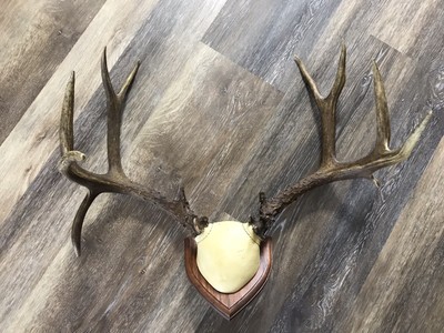 Details about / HEAVY MATCHED 4x4 SET Whitetail Deer Shed Antlers Horn Elk Mule Euro Mount