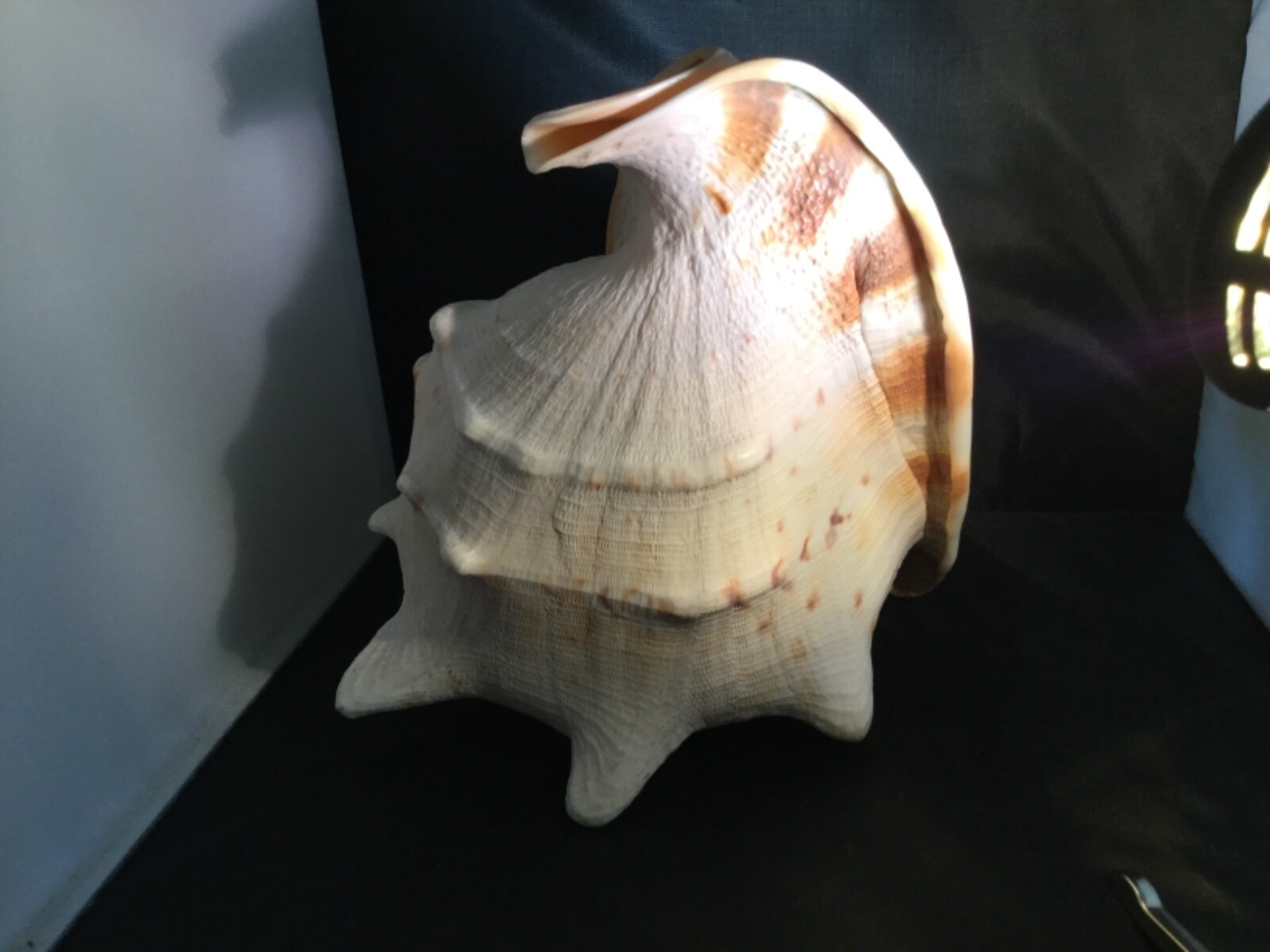 Large Whelk sea shell, 11 tall, girth 24”