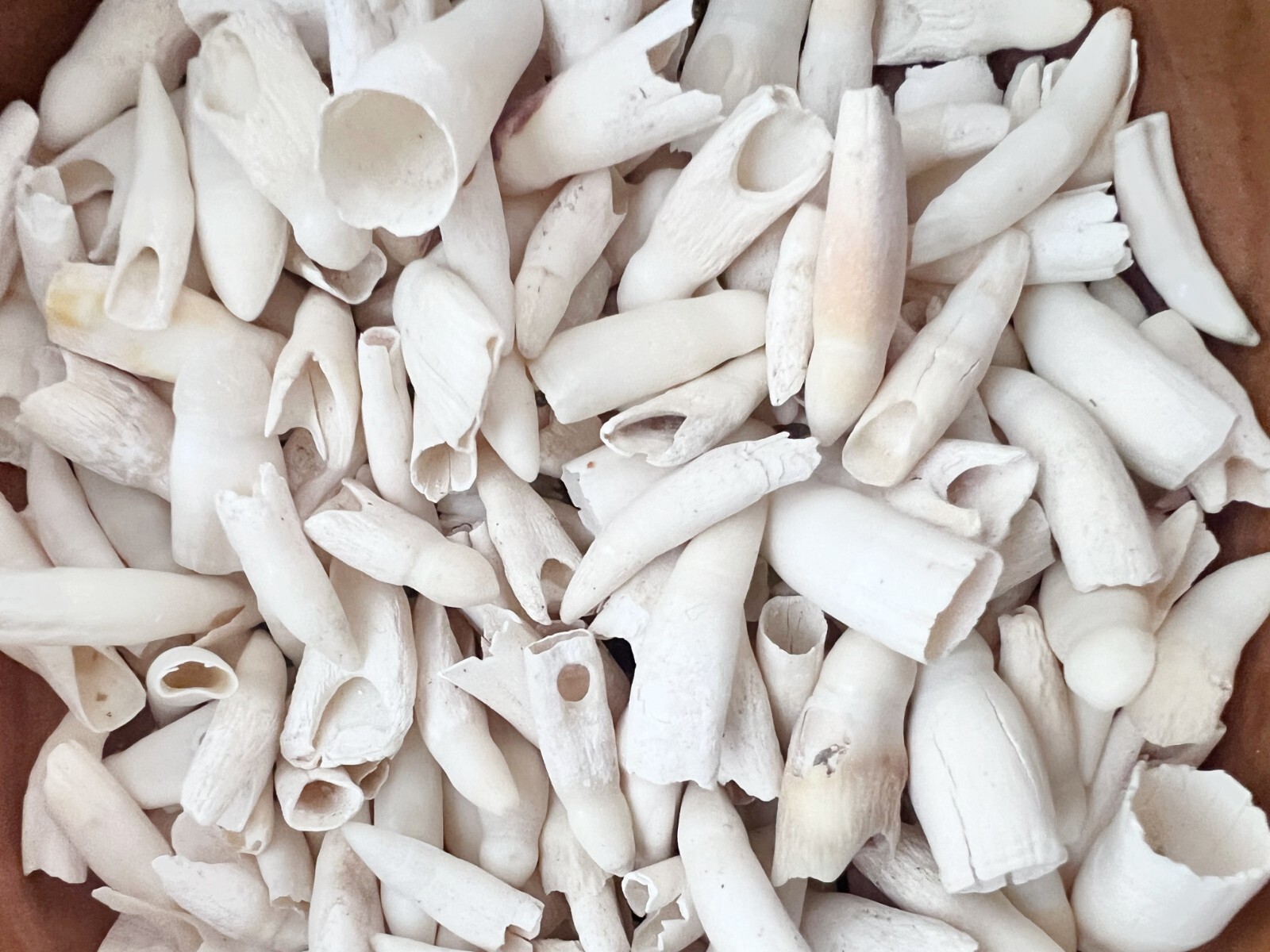 50PC Alligator Teeth for Making Gator Teeth Necklace, Real Alligator Teeth Craft