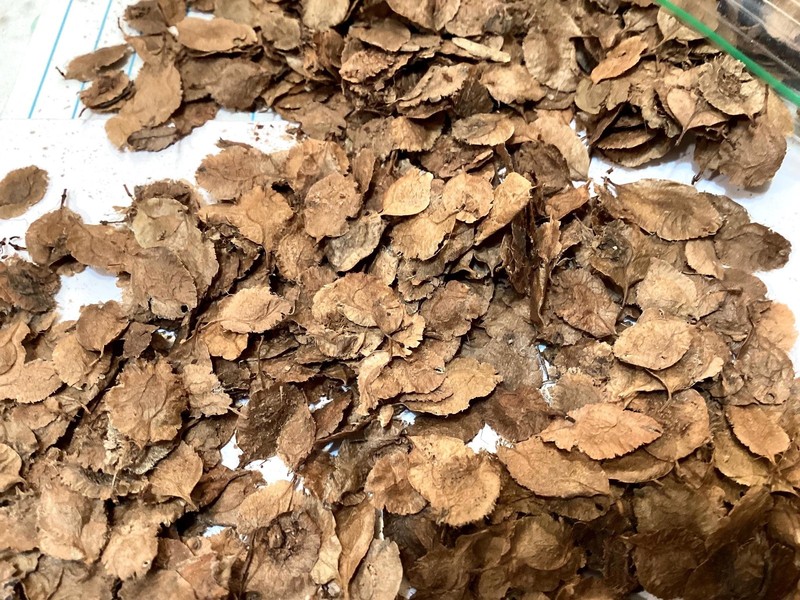 Chinese Elm Tree Seeds (Ulmus Parvifolia) Lacebark Elm Tree Seeds