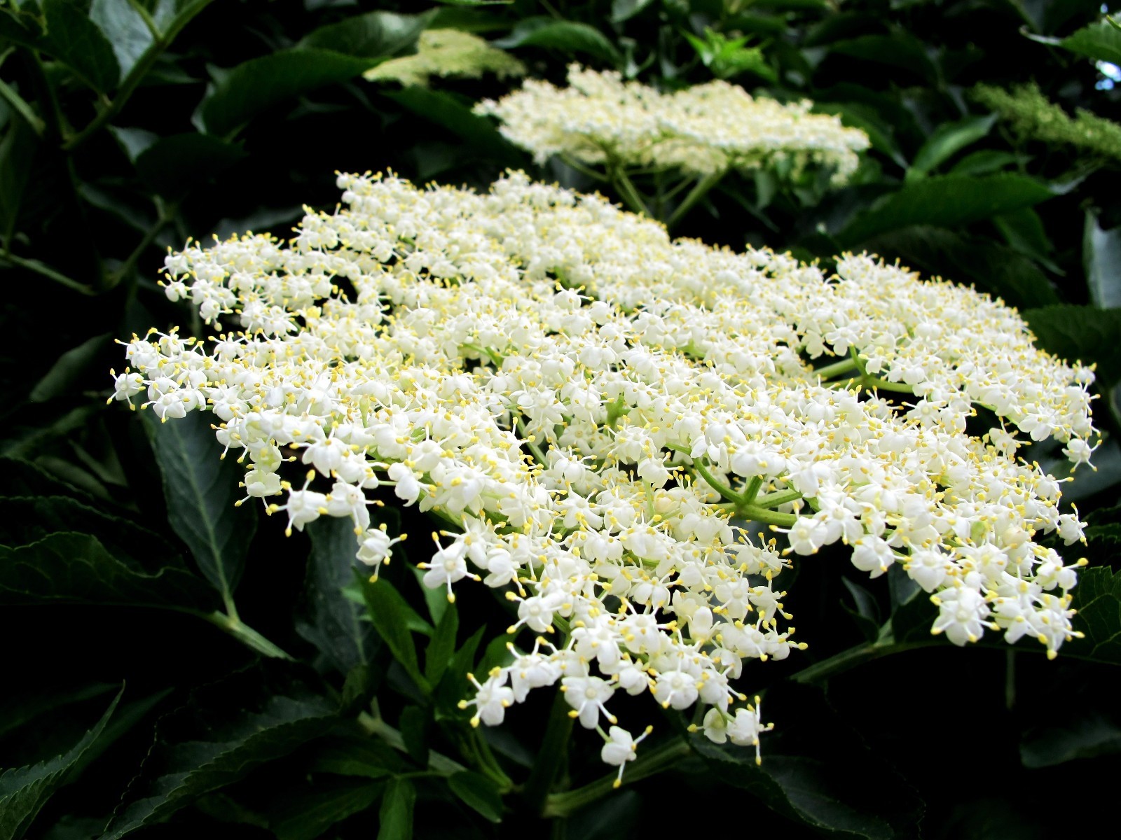 12 rooted Elderberry Cups, Approximately 36 plants, Elderflower, Elderberry Bush