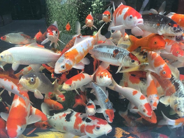 koi fish for sale Fish Gumtree Australia Fairfield