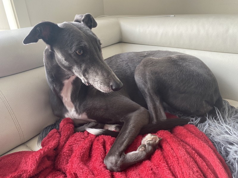 1 minute in dog years