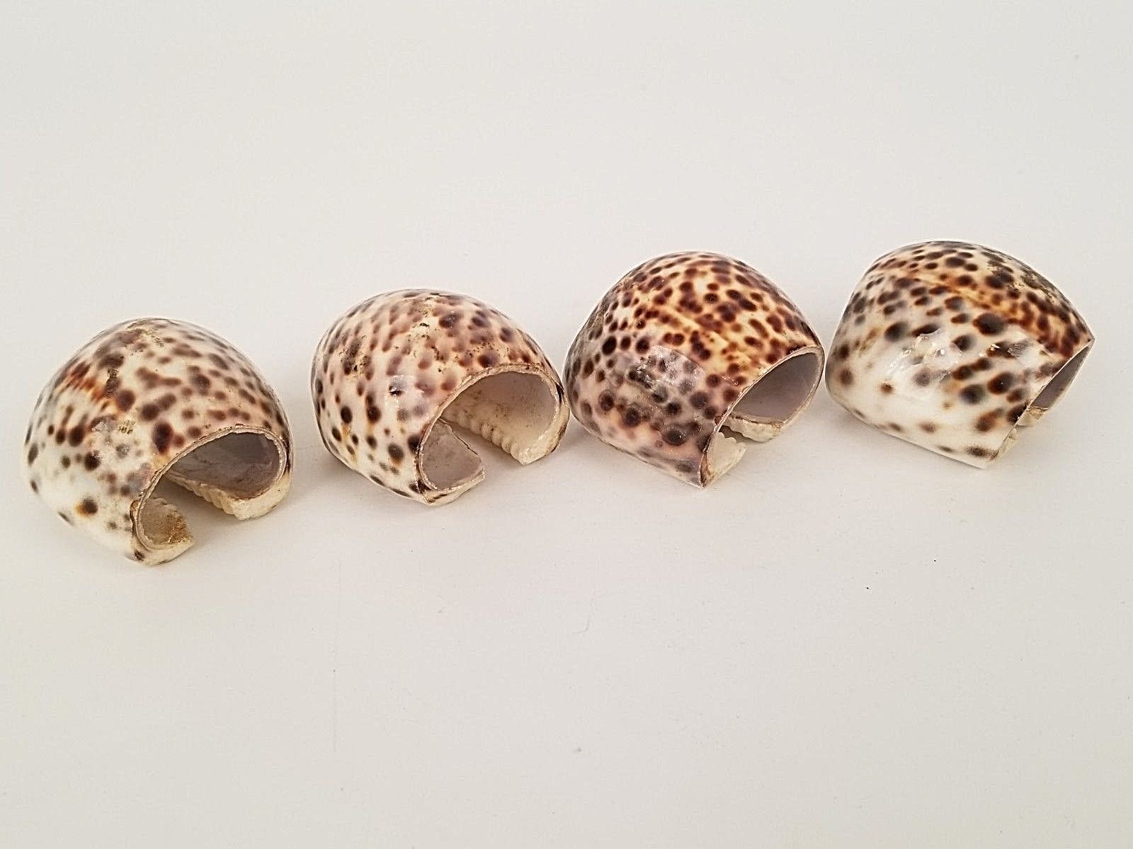 Authentic Natural Tiger Cowrie Sea Shell Napkin Rings Set of 4 Leopard Spotted