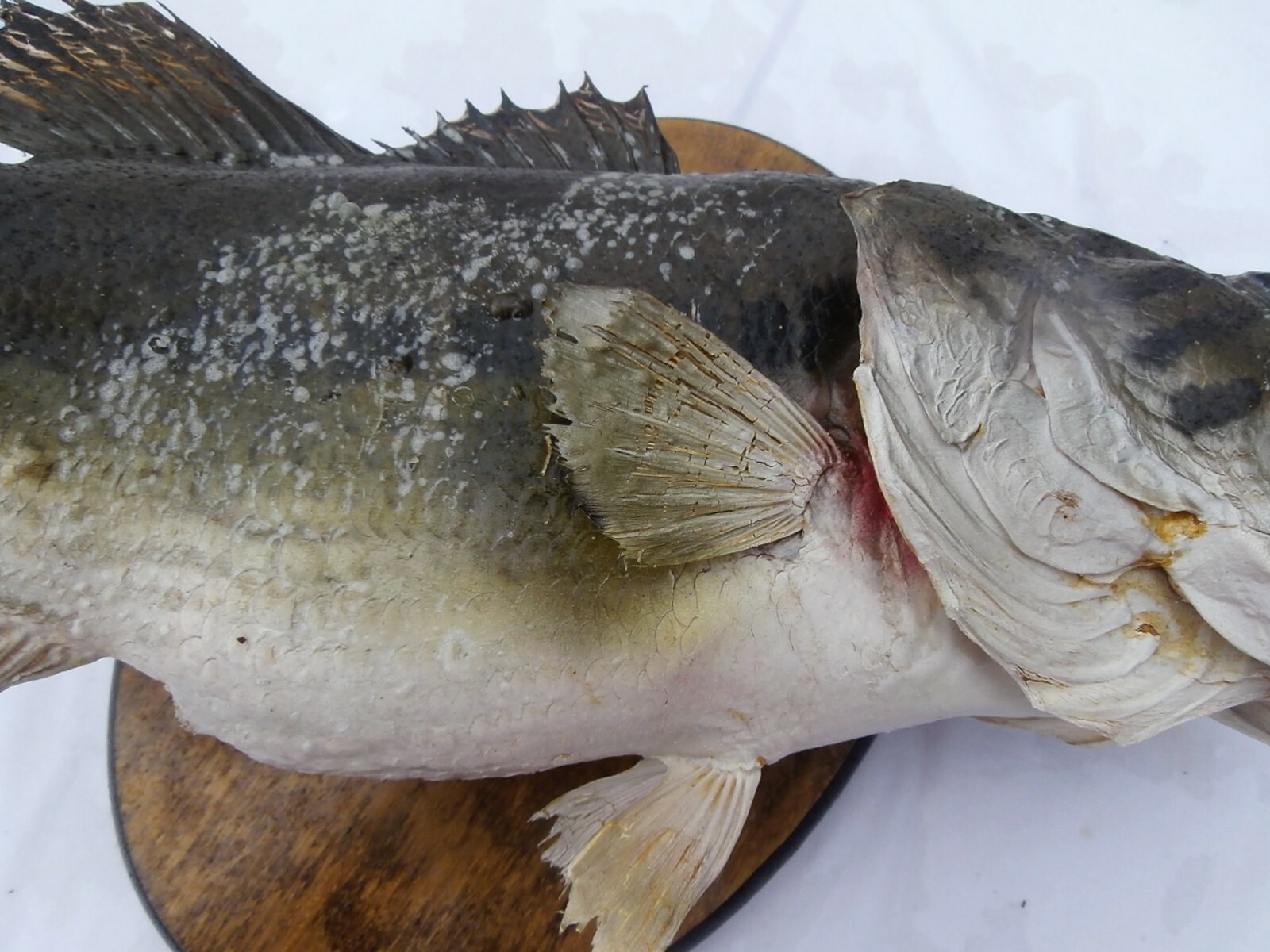 Vintage 21” Large Mouth Bass Live Skin Wall Mount - NR