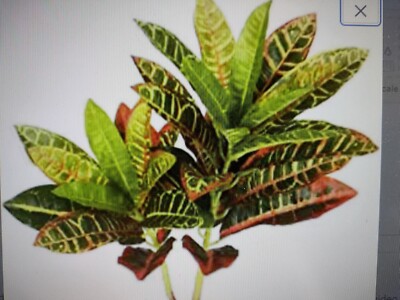 Artificial Croton bush. Silk Flower Floral Arrangements