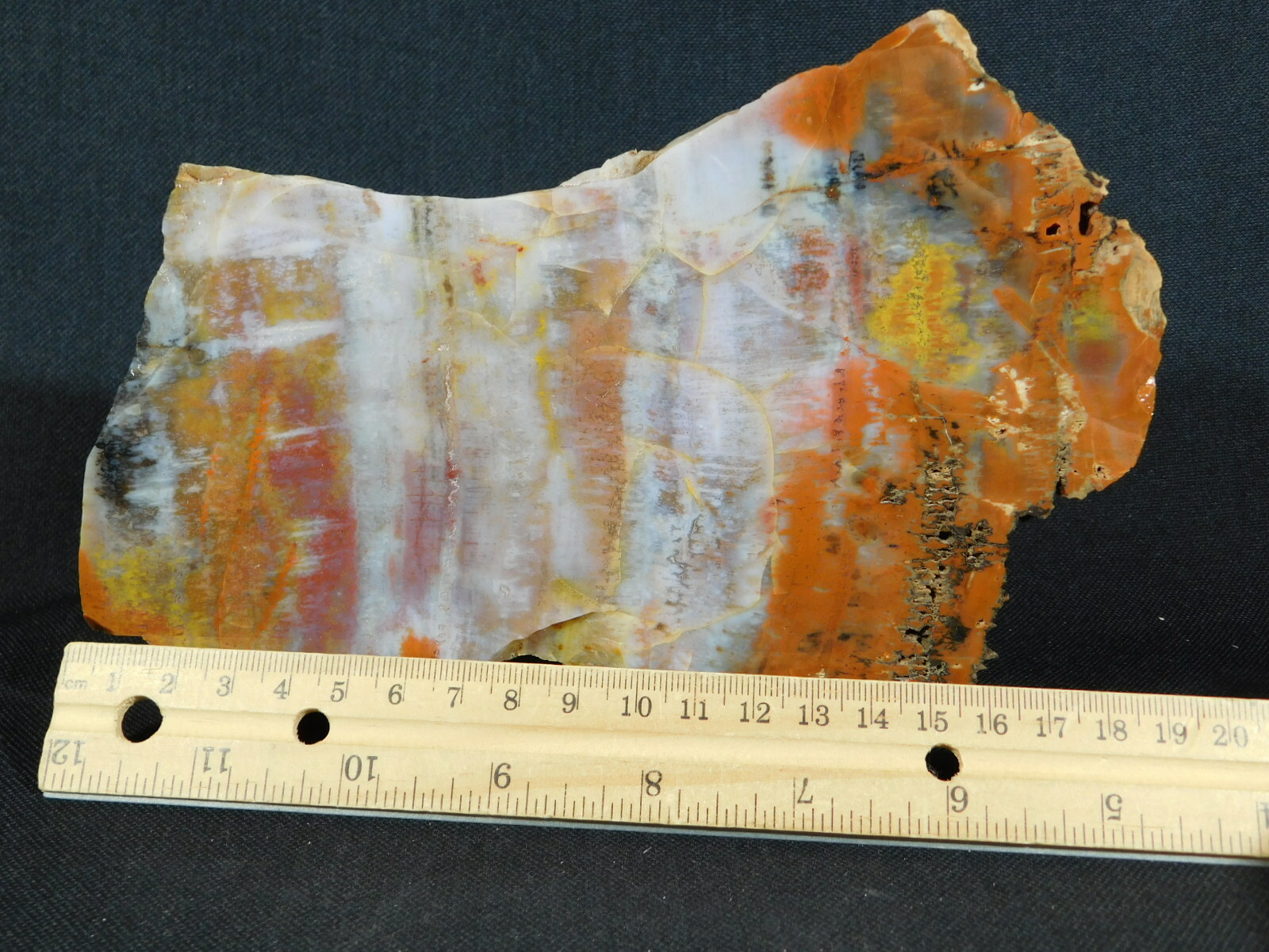 A BIG! Very Colorful Polished Petrified Wood Fossil Found in Arizona! 988gr e