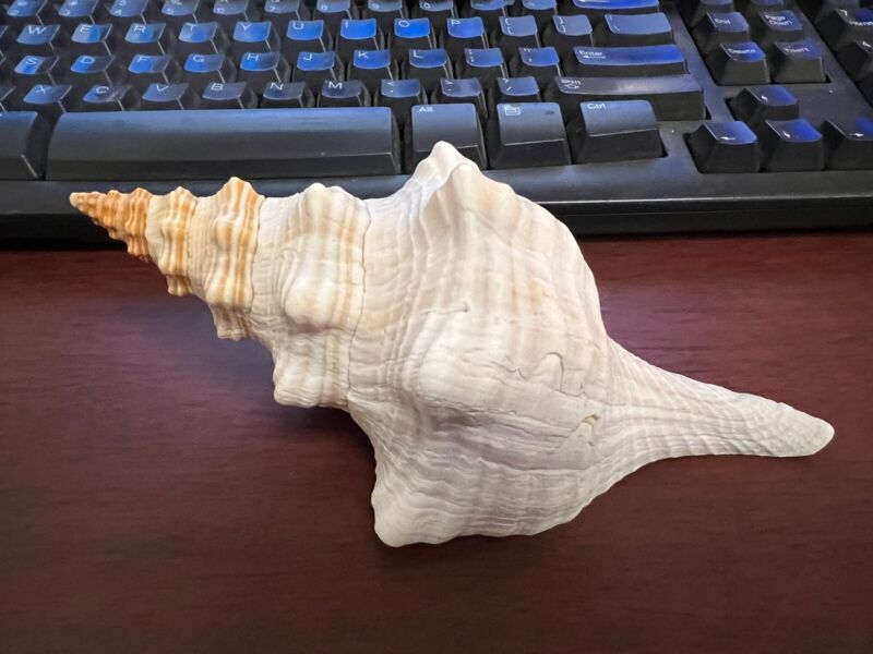 Natural Horse Conch Seashell Decor Nautical 7”