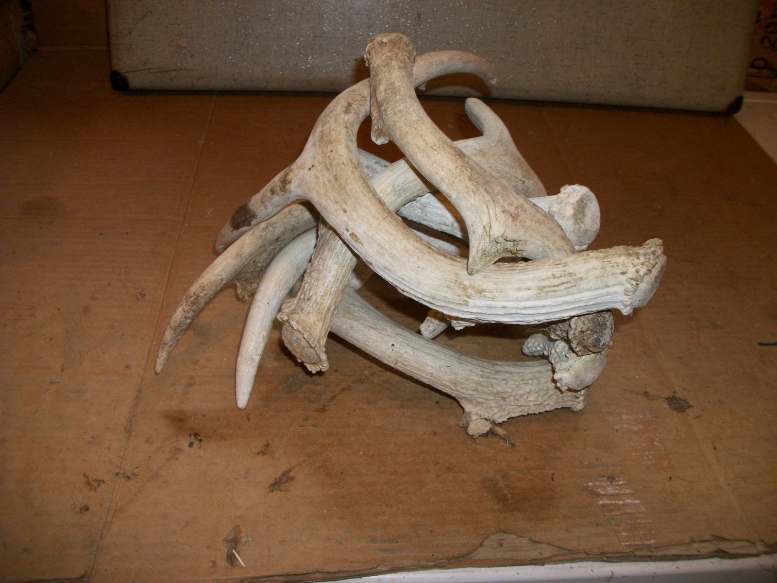 7 BIGGER MIXED AGED whitetail deer SHED + SIDES antler horn DOG TRAINING decor