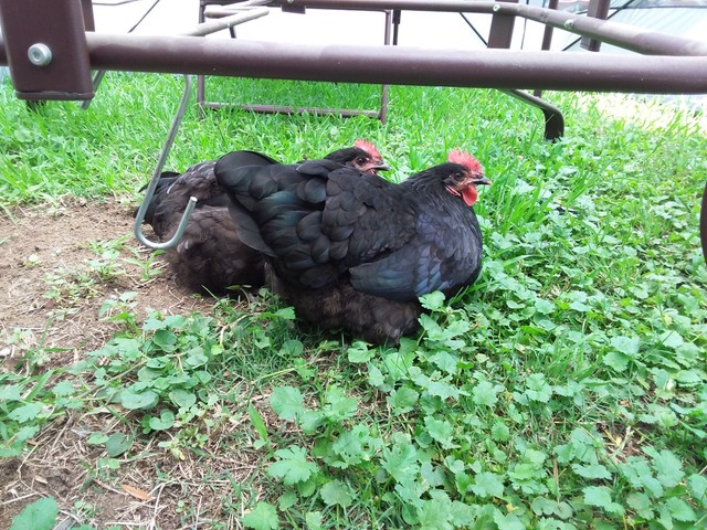 Download 2x Australorp Hens. 8 months old and laying. $50 for both ...